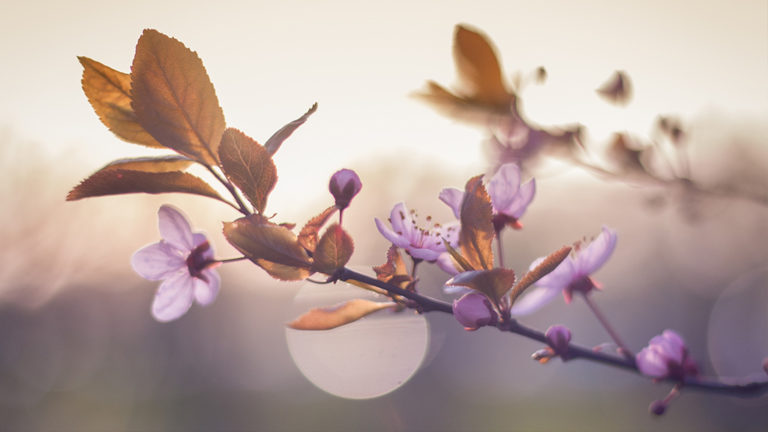 April 2018 Photo Critiques