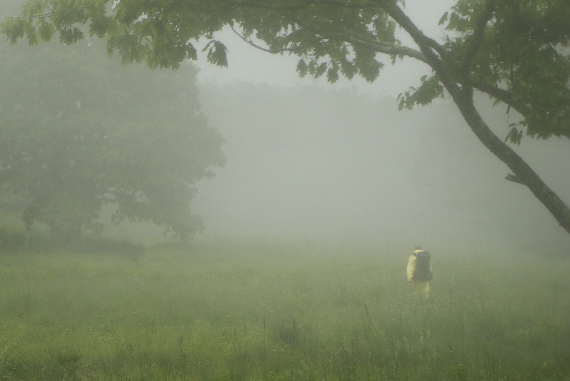 Foggy Morning on the Appalachian Trail - ON1 Photo Critiques Gallery - ON1