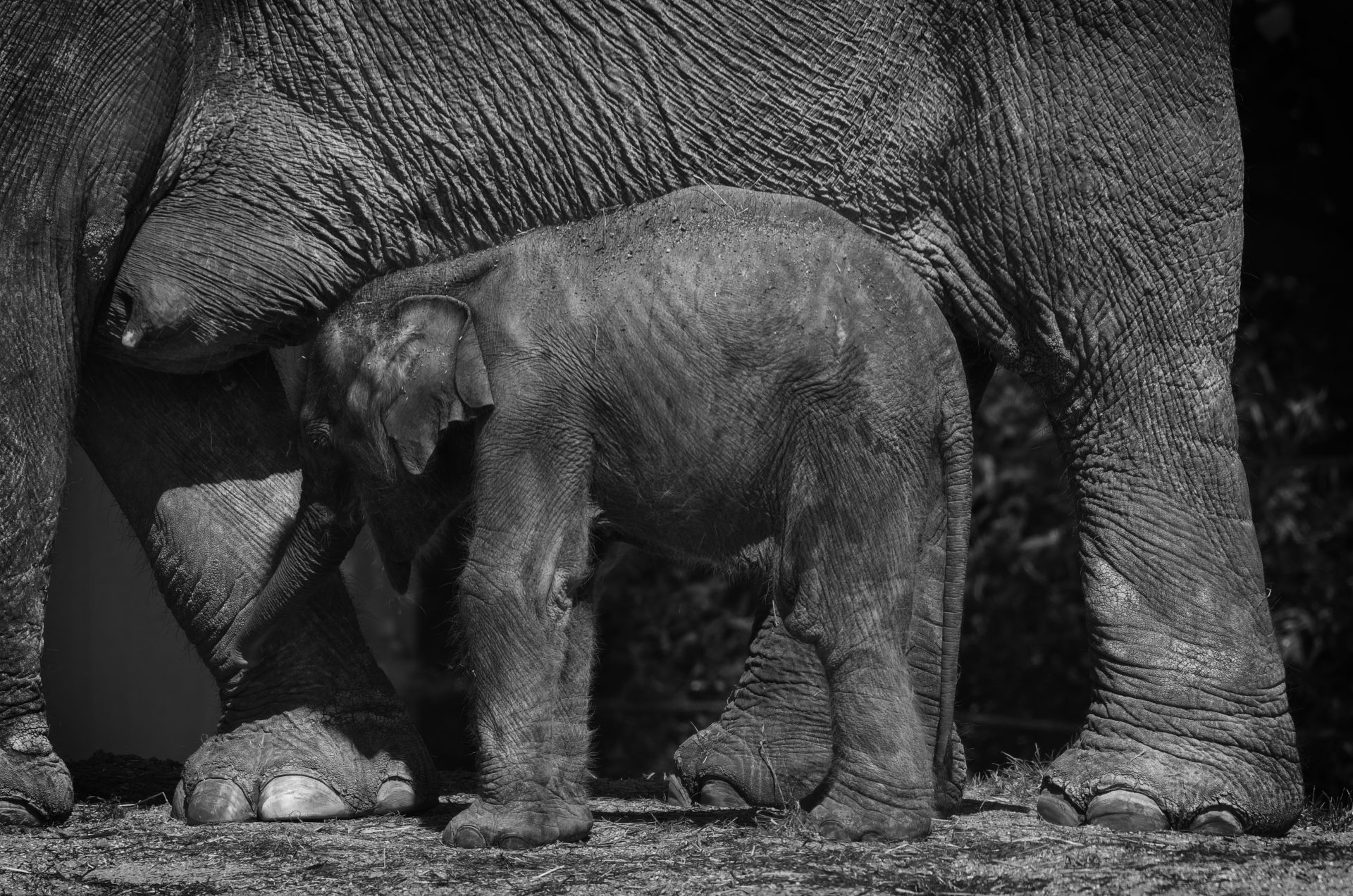 One Elphant Elephants - ON1 Plus Community Gallery - ON1