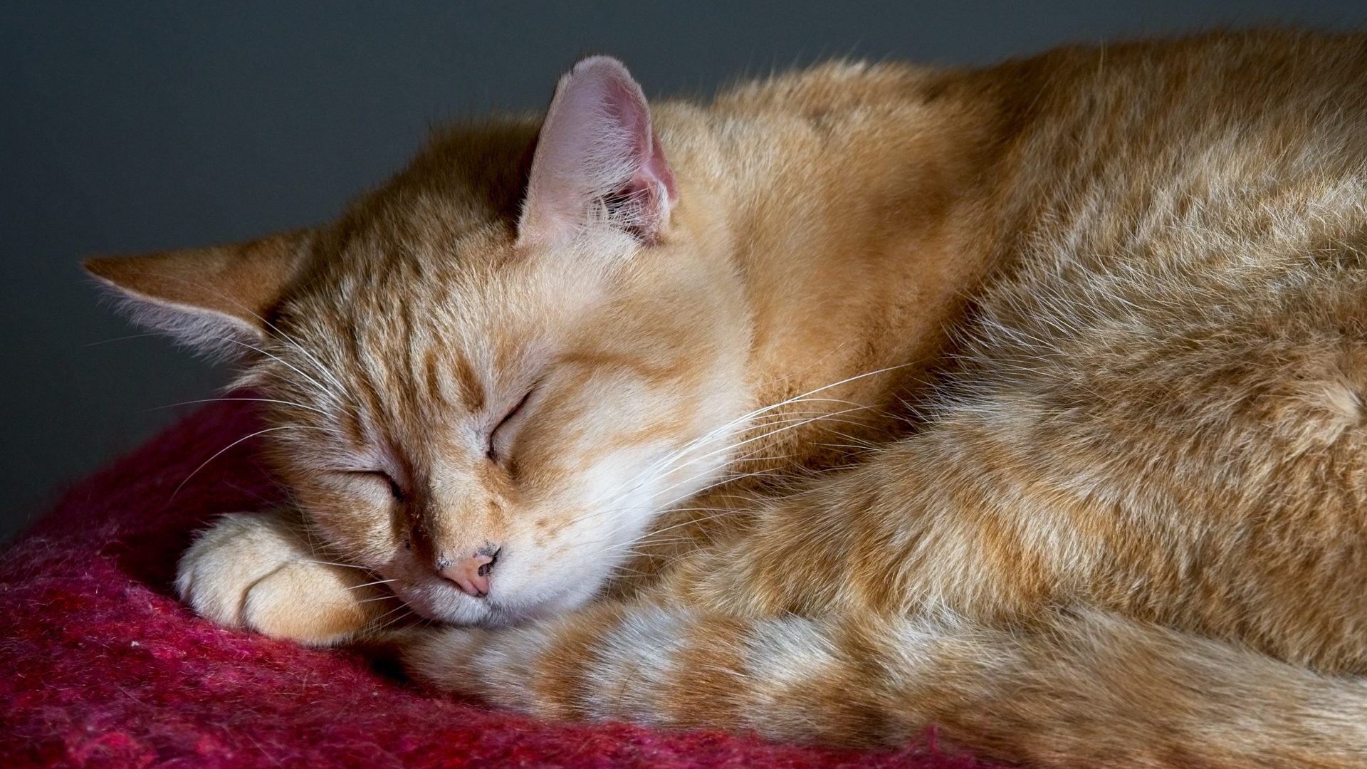 Catnap - ON1 Plus Community Gallery - ON1