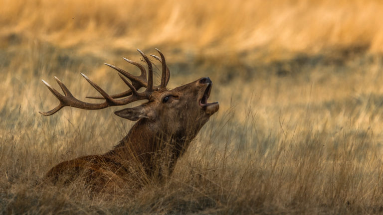 December 2018 Photo Critiques — Submit Your Photo Now