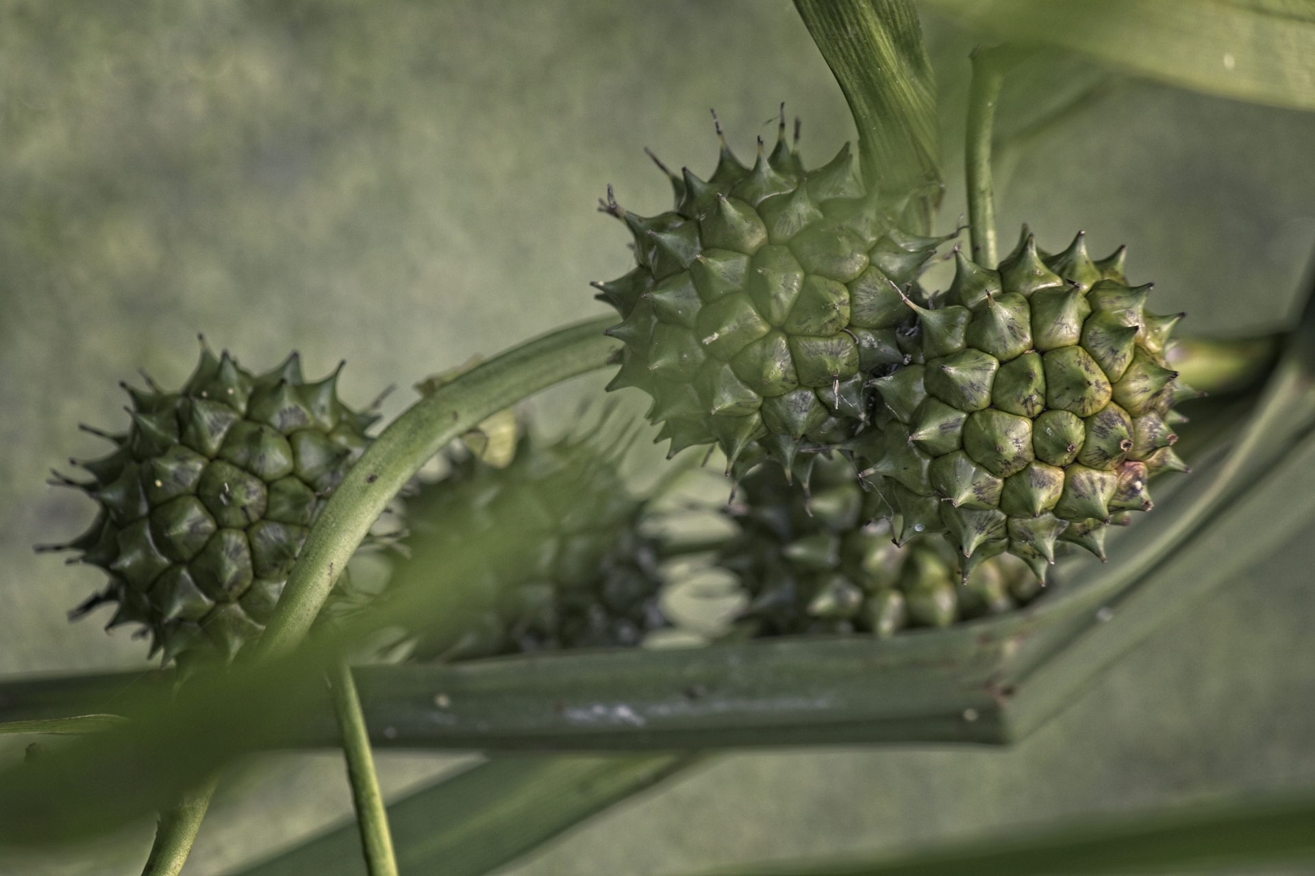 Alien Fruit - ON1 Plus Community Gallery - ON1
