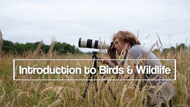 New Course Coming to ON1 Plus: The Intro to Birds & Wildlife