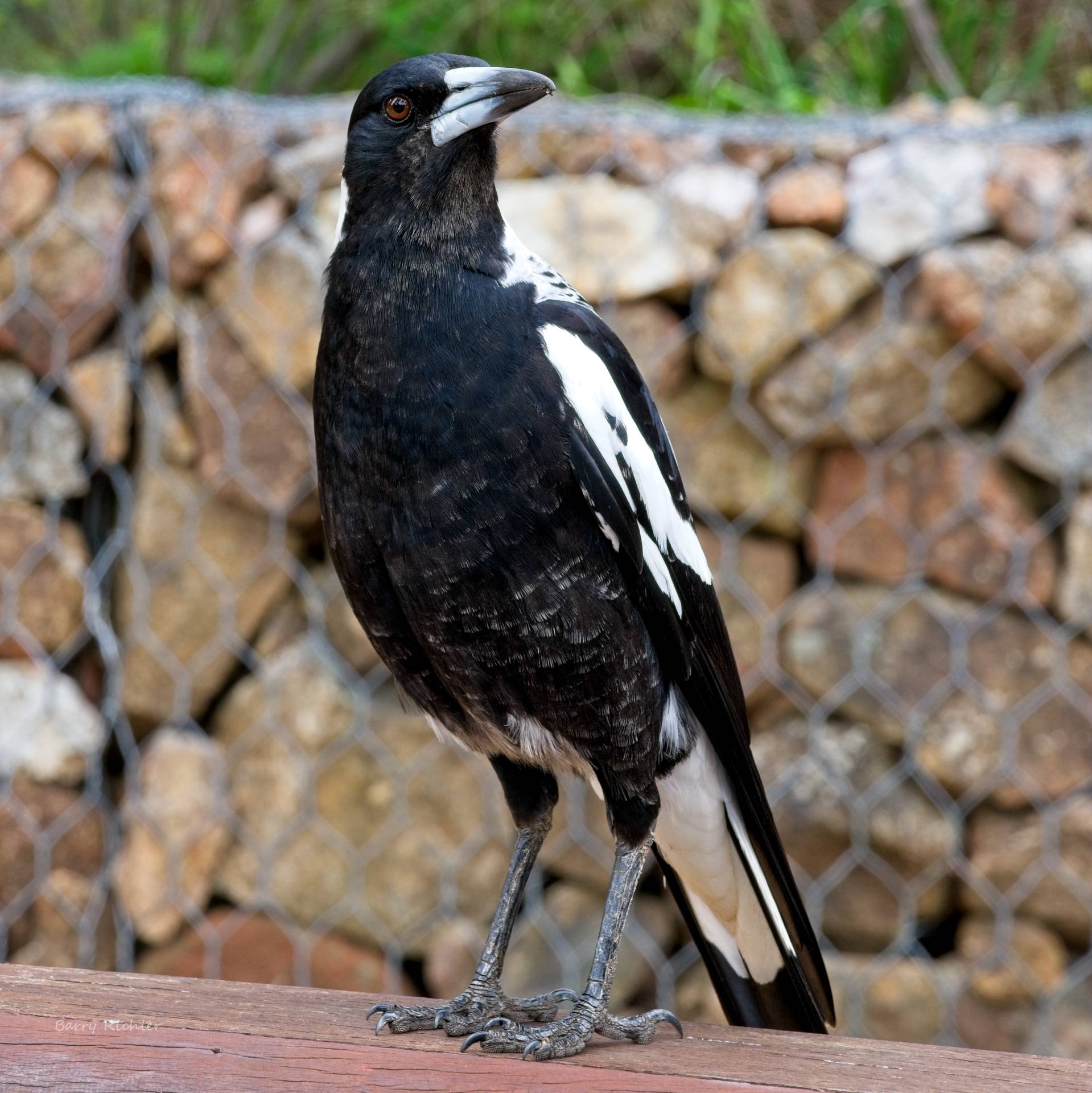 Australian magpie (Gymnorhina tibicen) - ON1 Plus Community Gallery - ON1