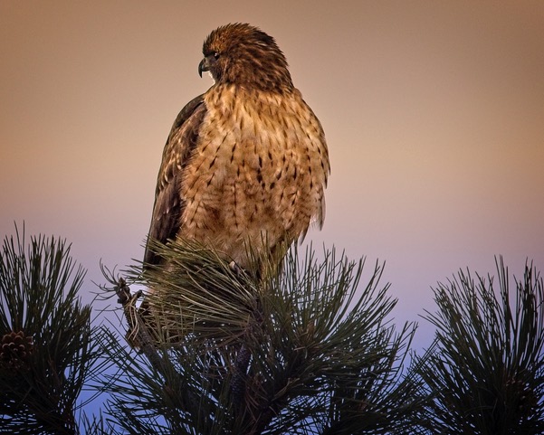Redtailed Hawk - ON1 Plus Community Gallery - ON1
