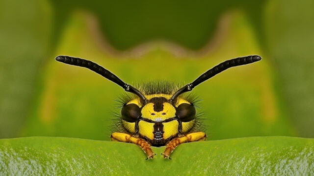 “My Journey into Insect Photography” – Free eBook Download