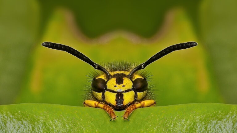 “My Journey into Insect Photography” – Free eBook Download
