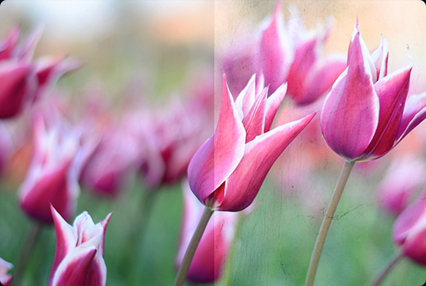 Top 10 photo editing techniques with ON1 effects - Studiopaperie