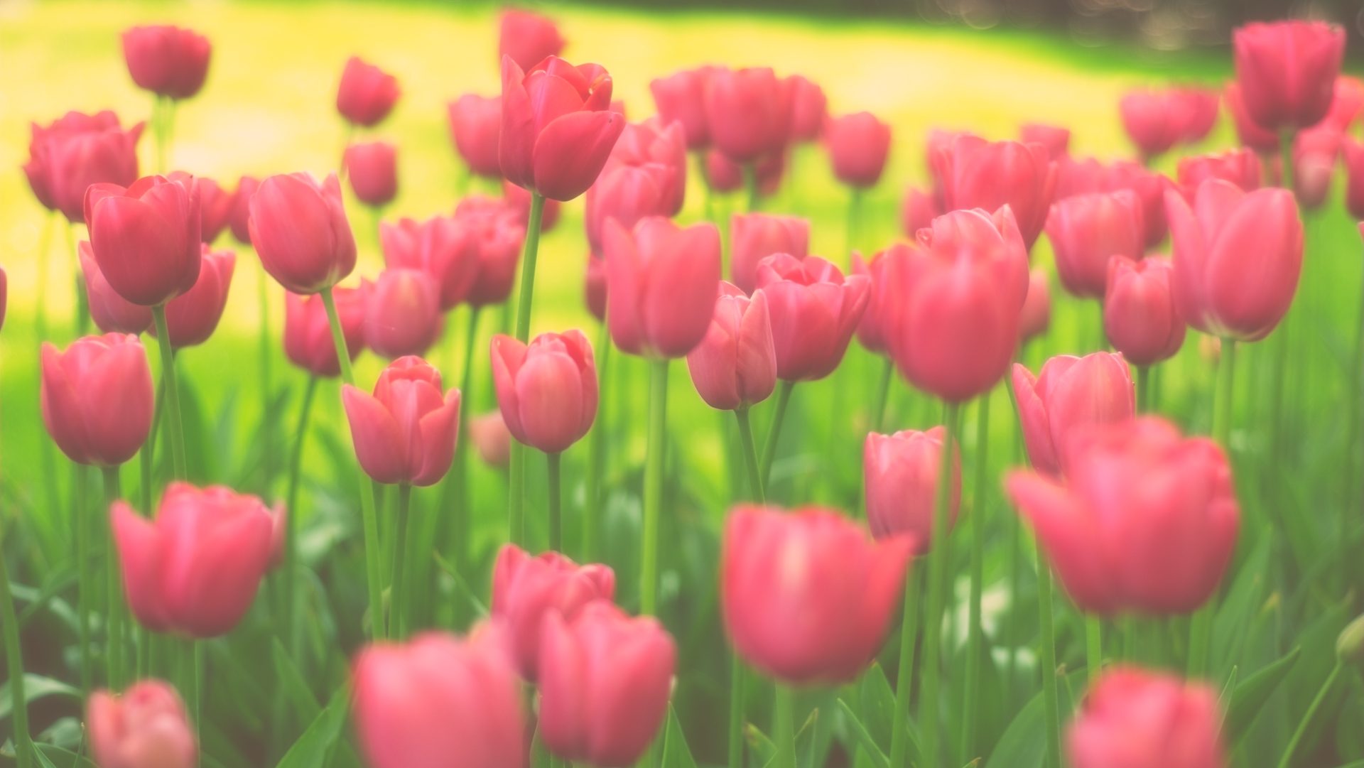 Pastel Glow Presets