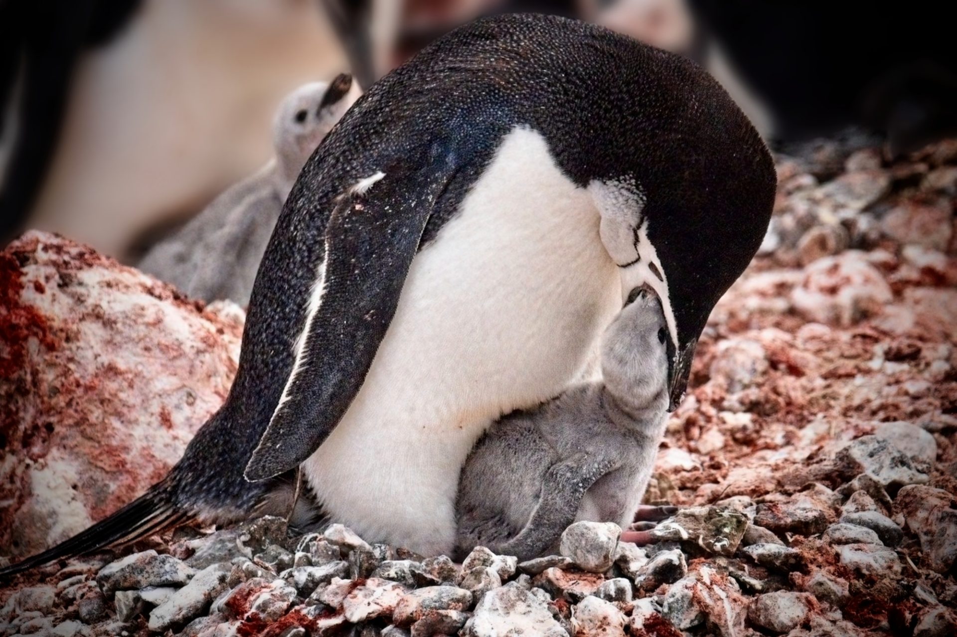 Mom feeding her Baby