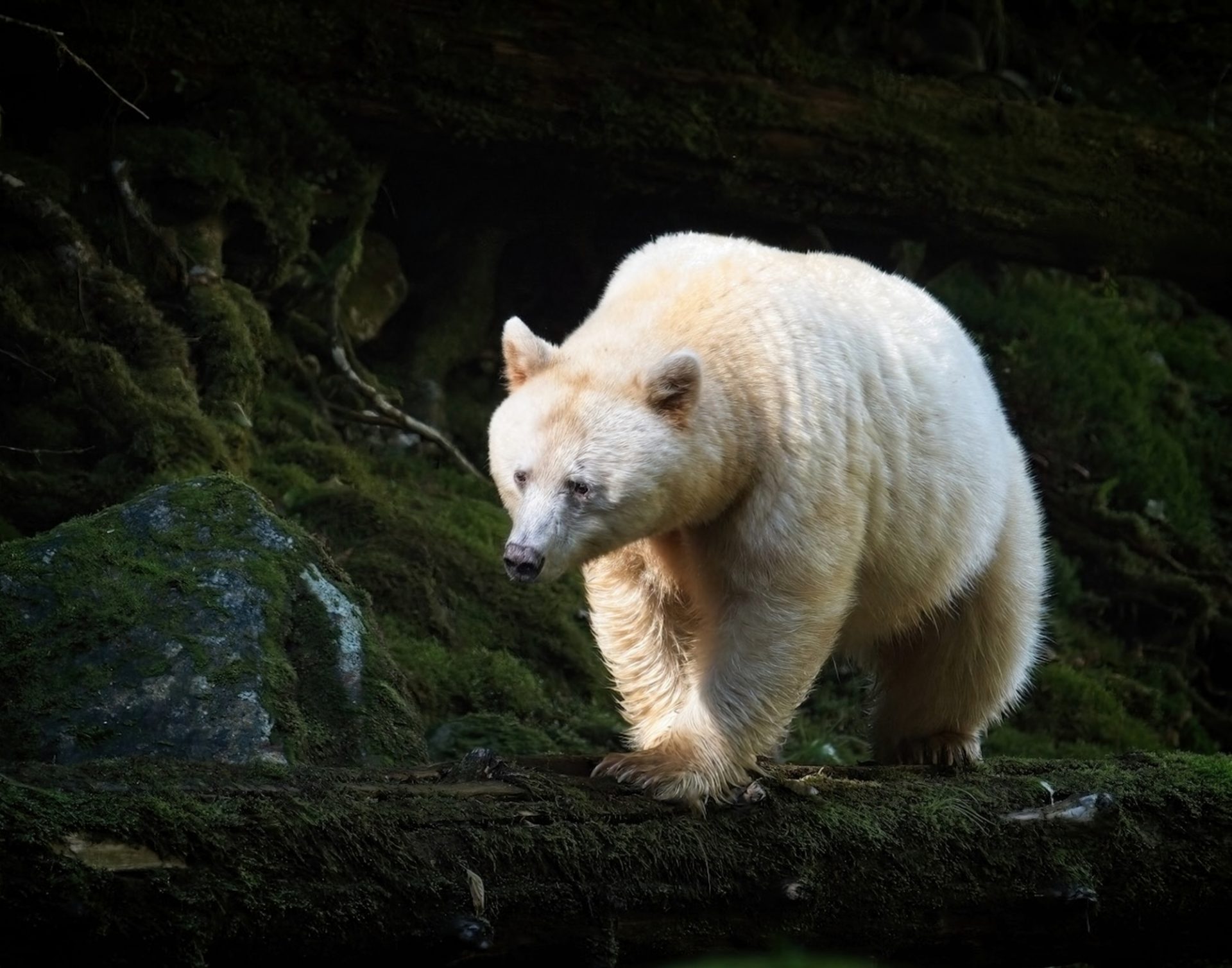 My Bucket List: Photograph a Spirit Bear