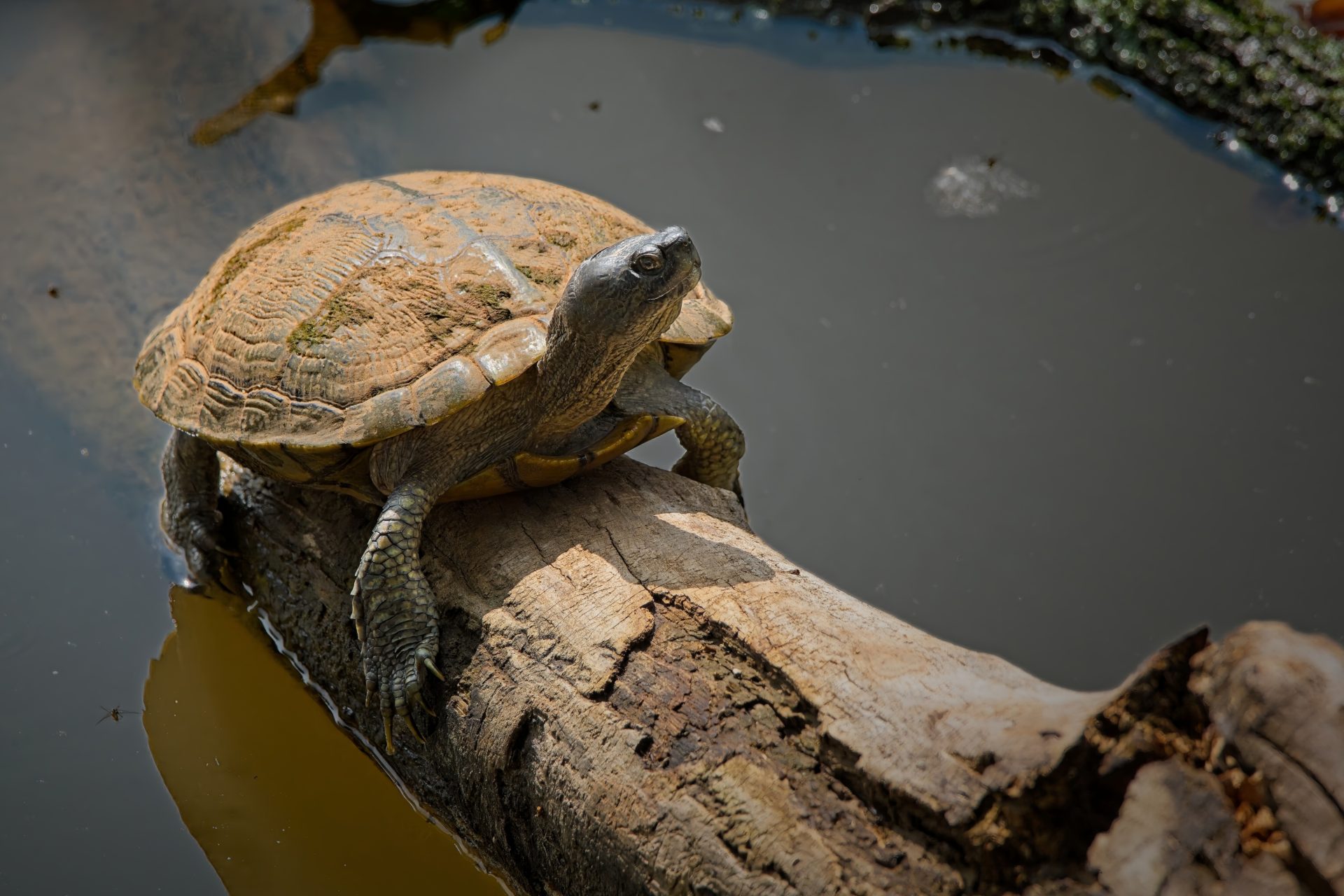 Turtle and log