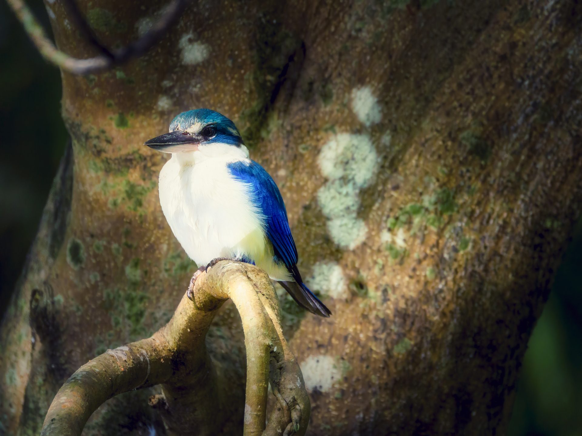 Kingfisher perched