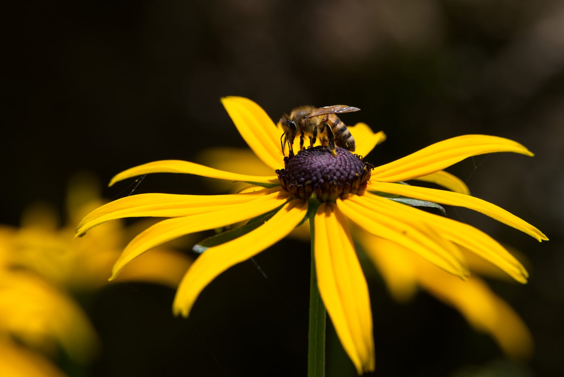 Honey bee on coneflower