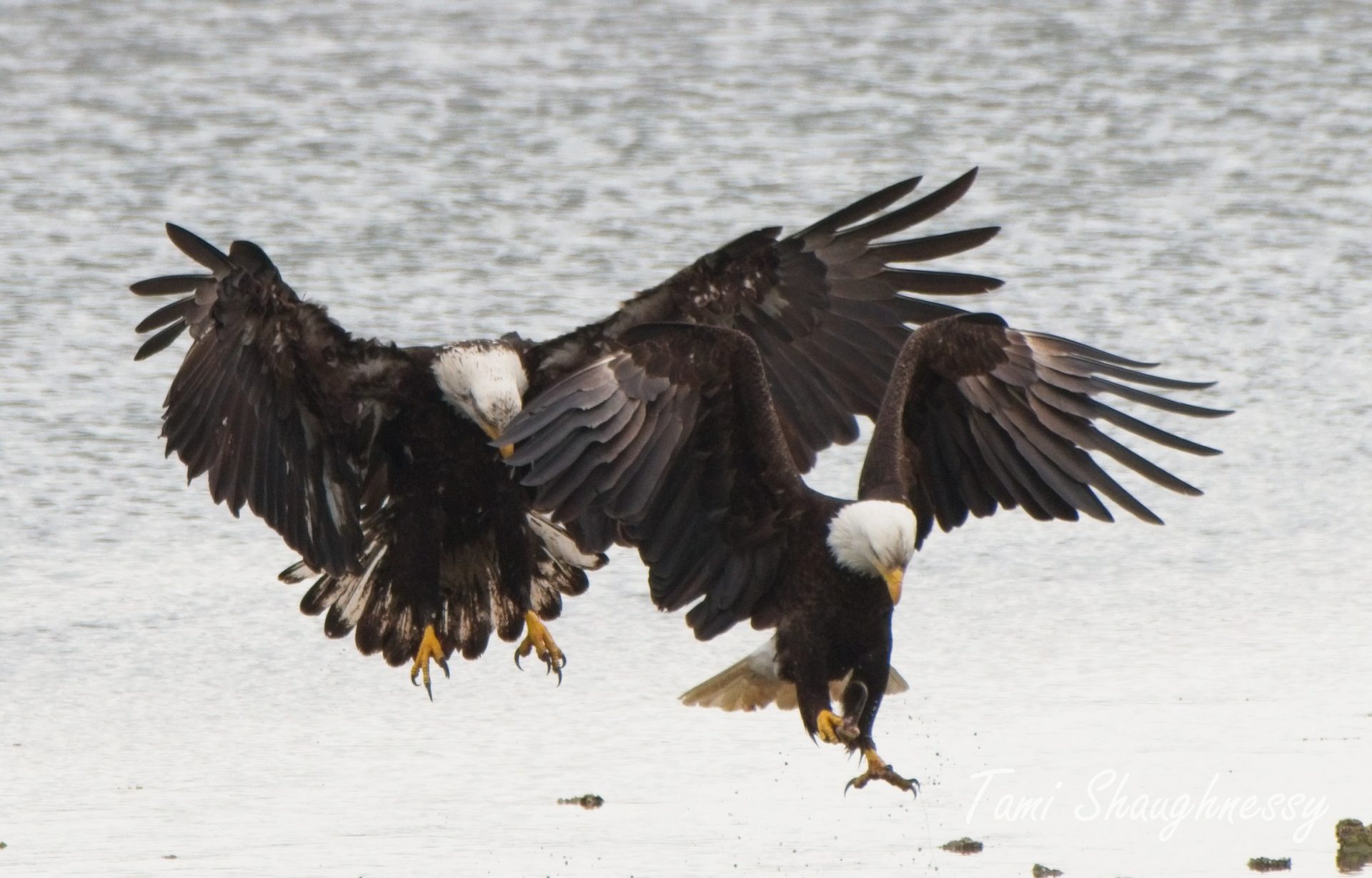 The eagles are landing