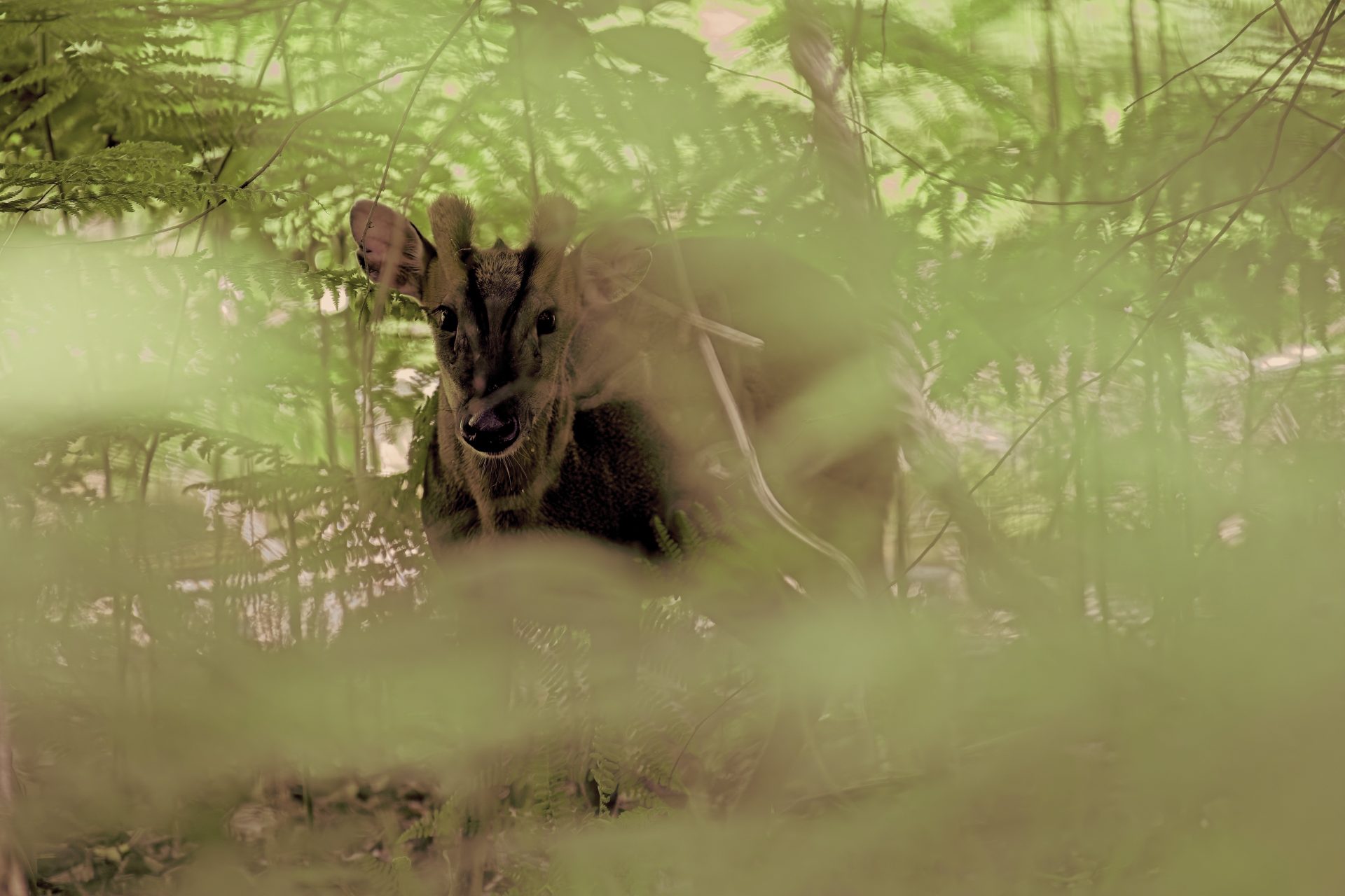 What A Deer