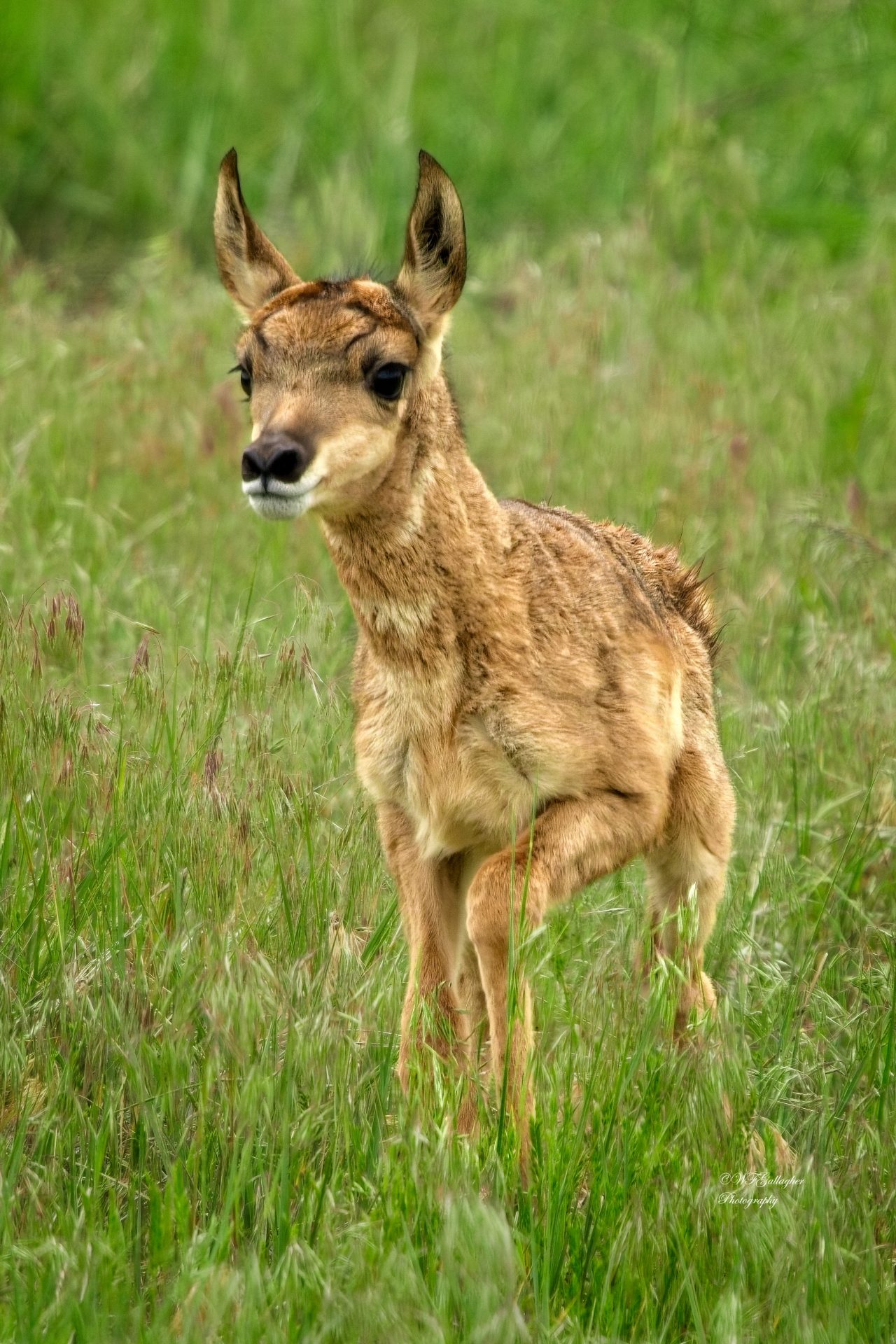 Pronghorn Searches for Mom