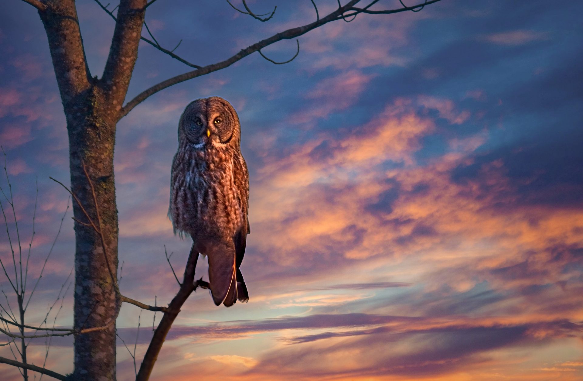 Great Gray Owl at Sunset in Maine