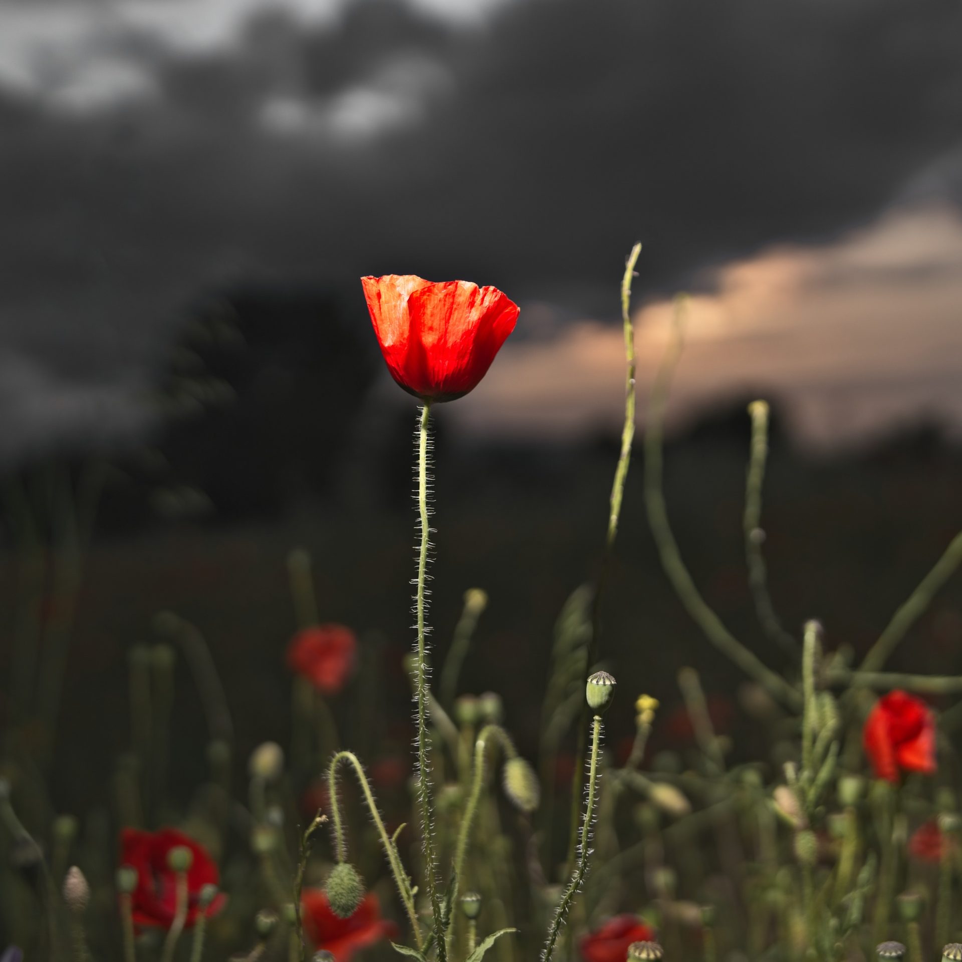 Witherley Poppy
