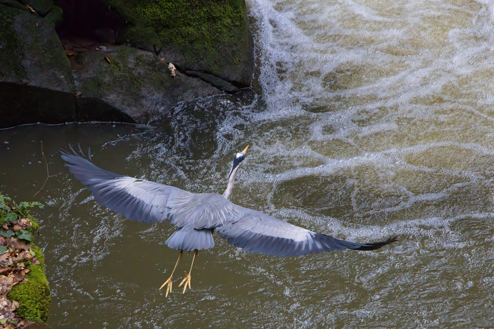Flying Heron