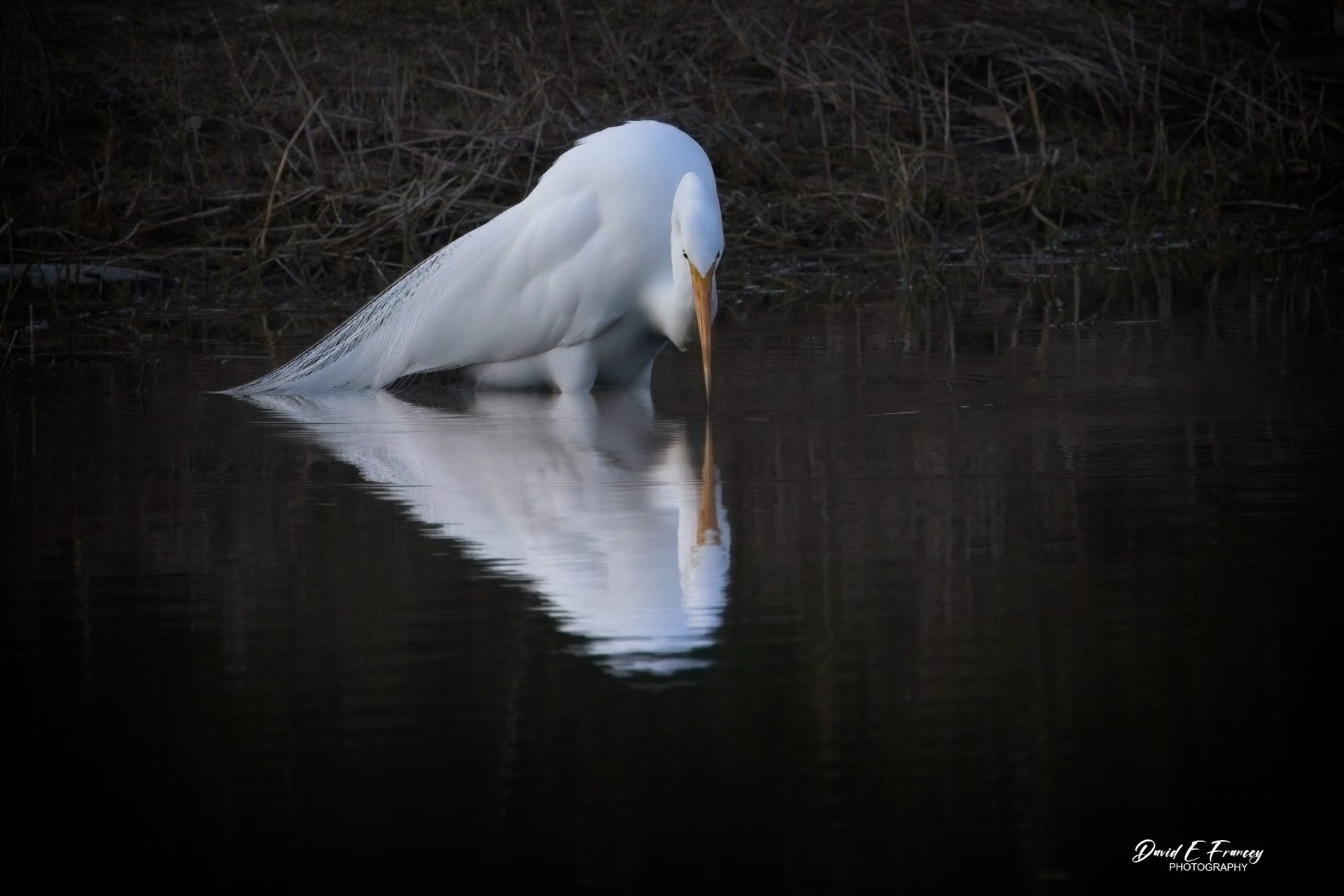 Ibis Hunting