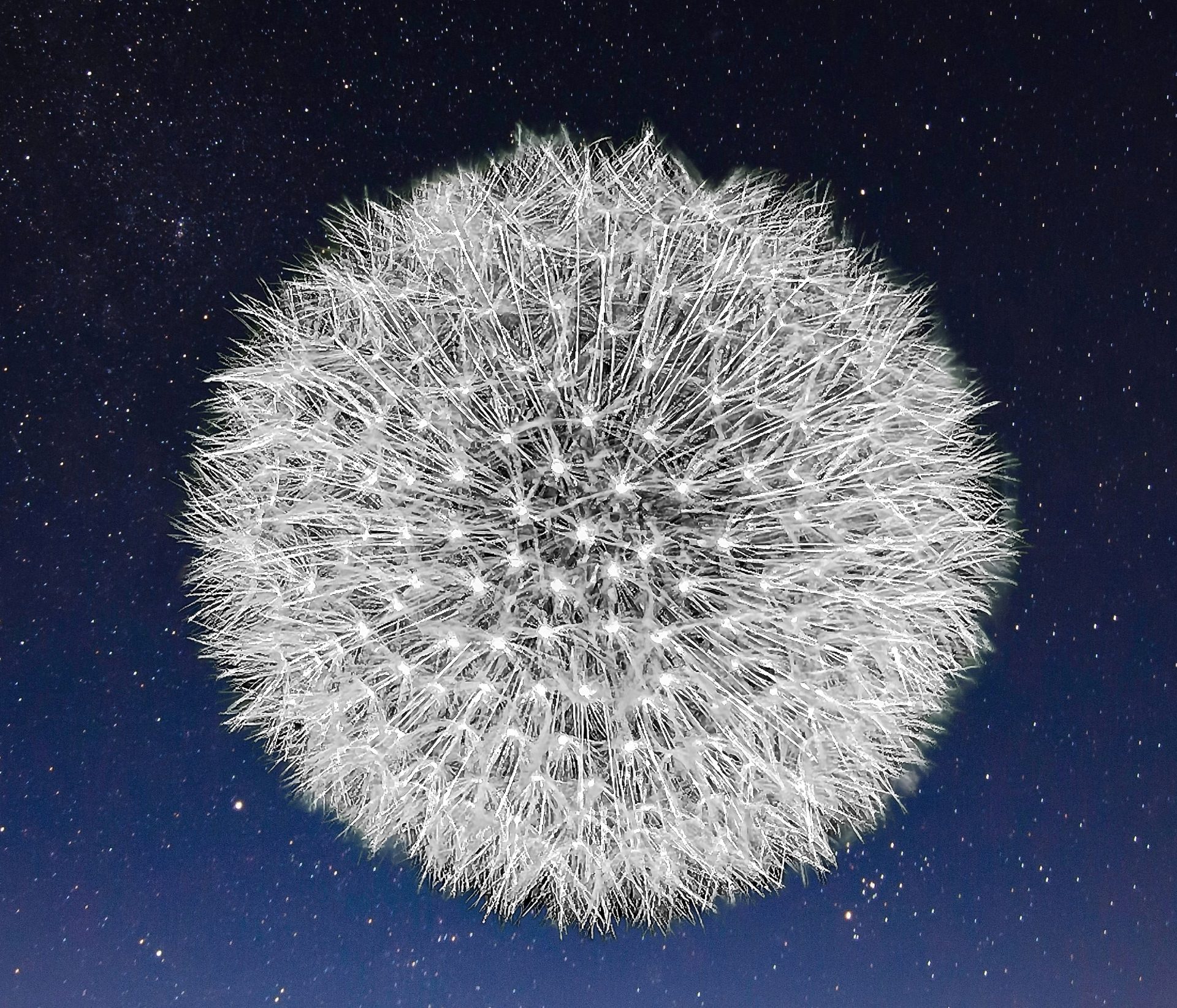 Dandelion