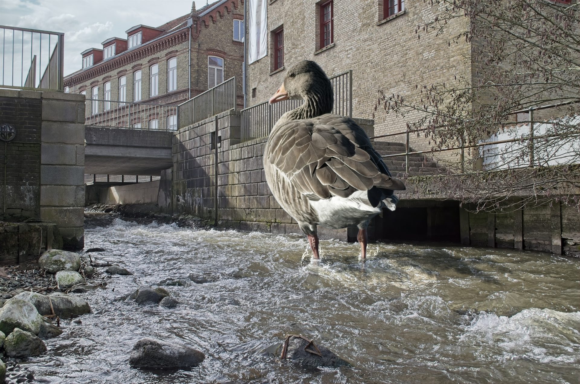 Goose in Stream