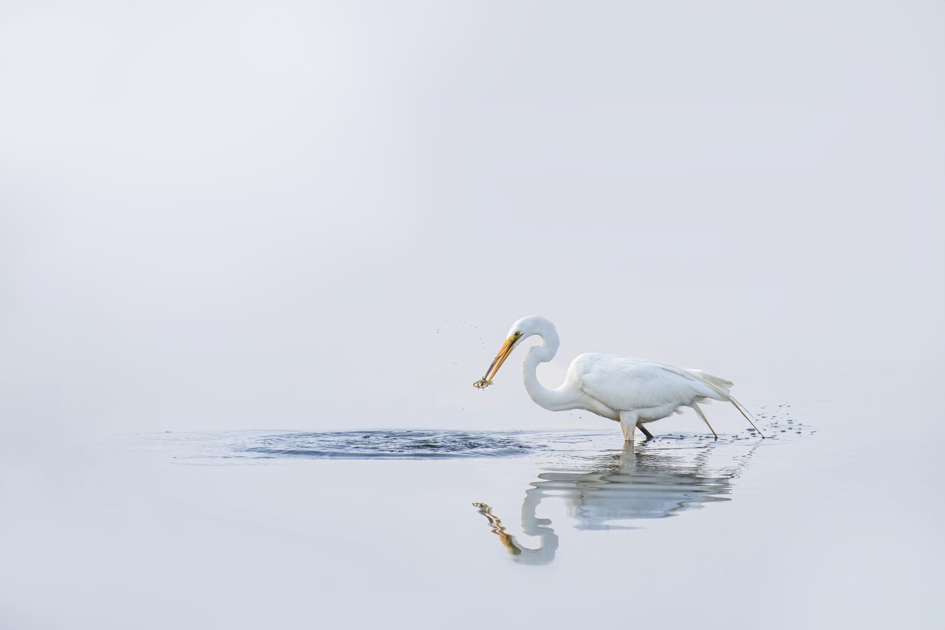 Great White Egret Catches a Fish on a Still Lake