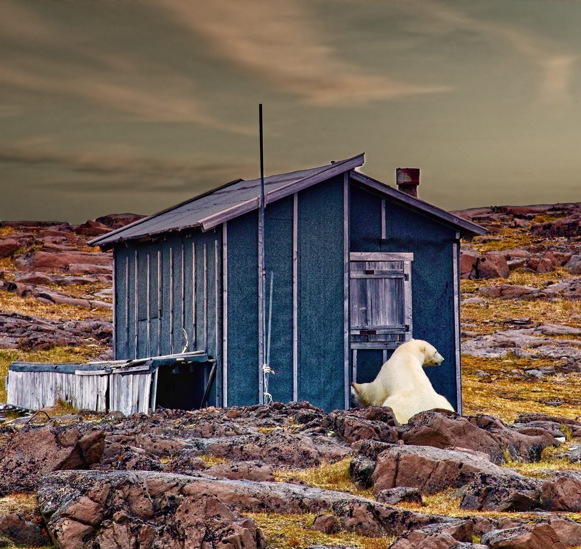The polar bear comes to visit…
