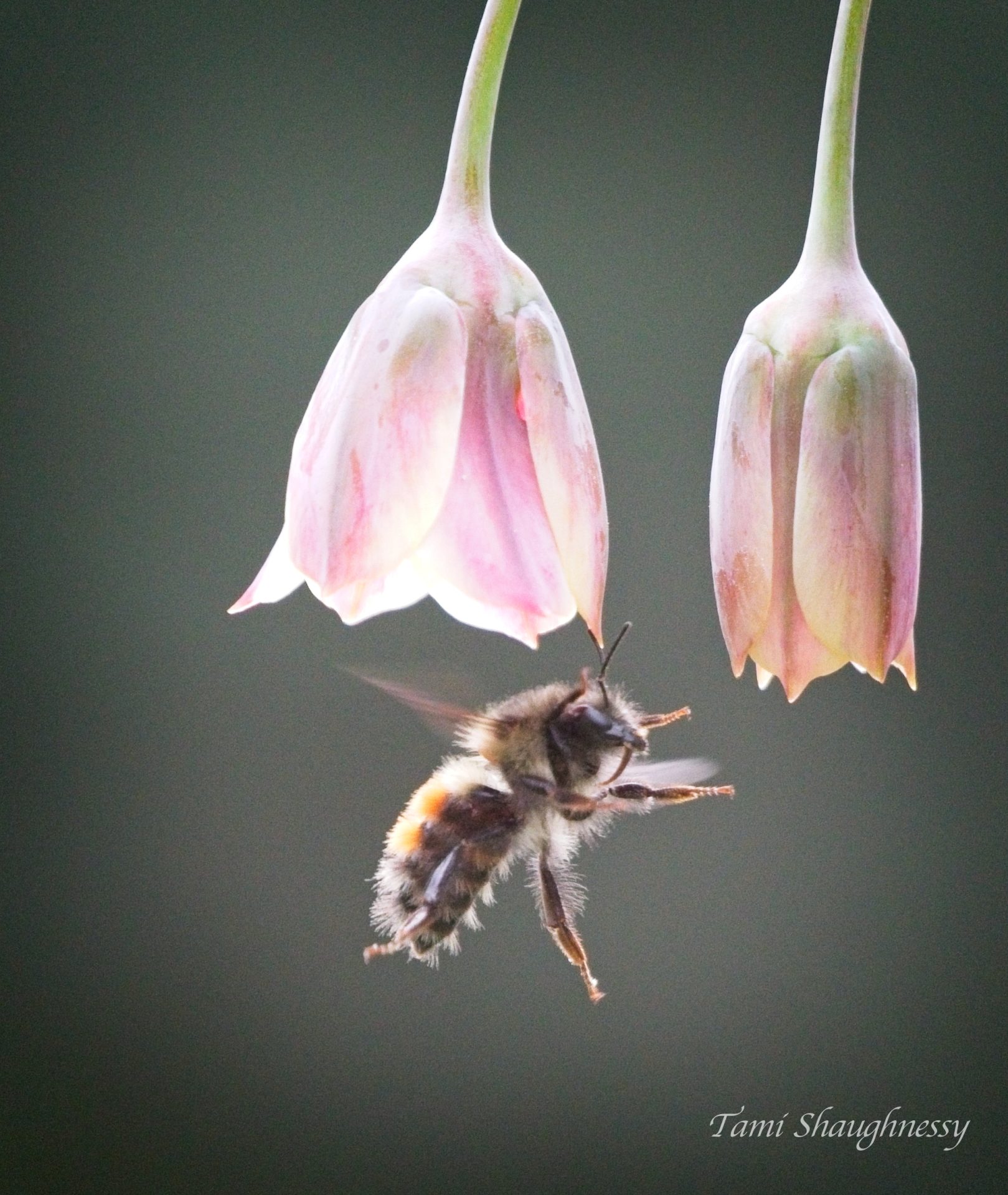the flight of the bee