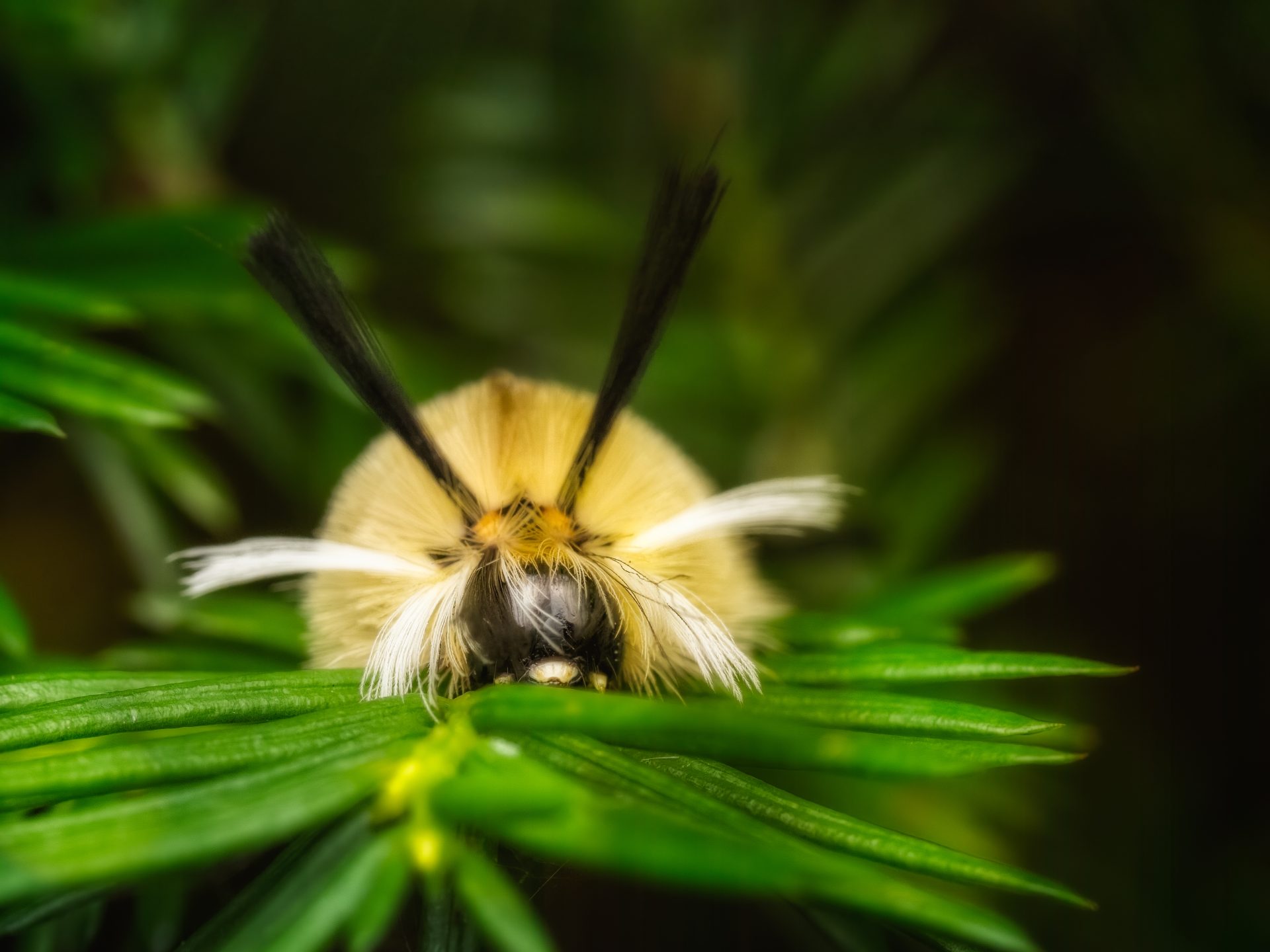 The hippie bug