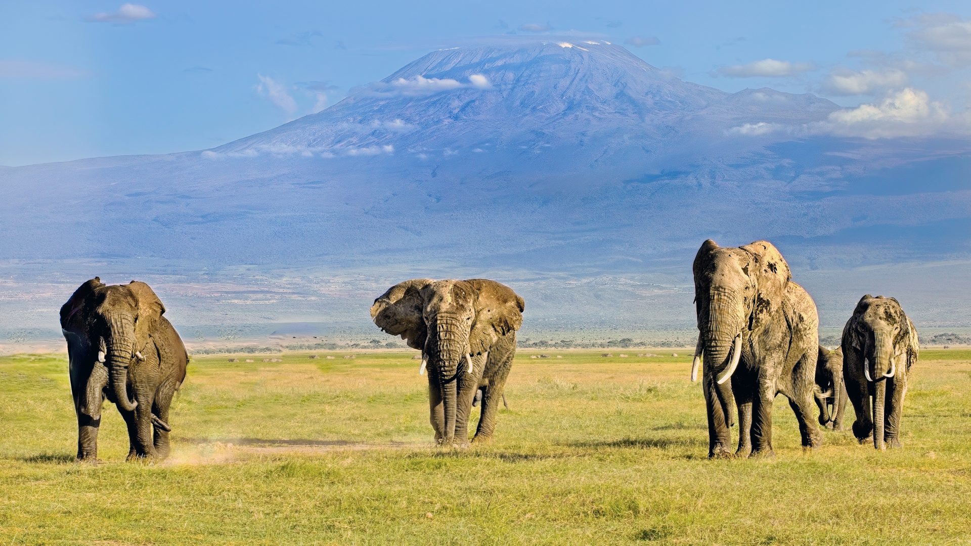Kilimanjaro Evening