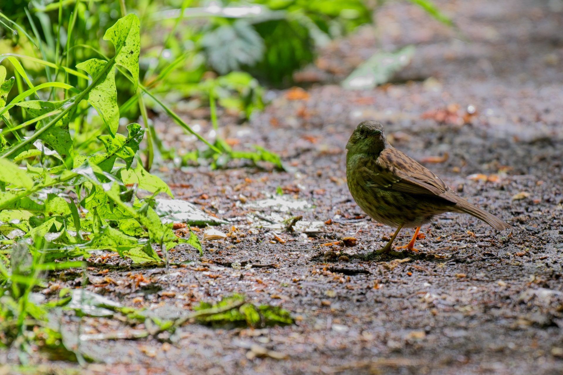 Shy Dunnock Surprised