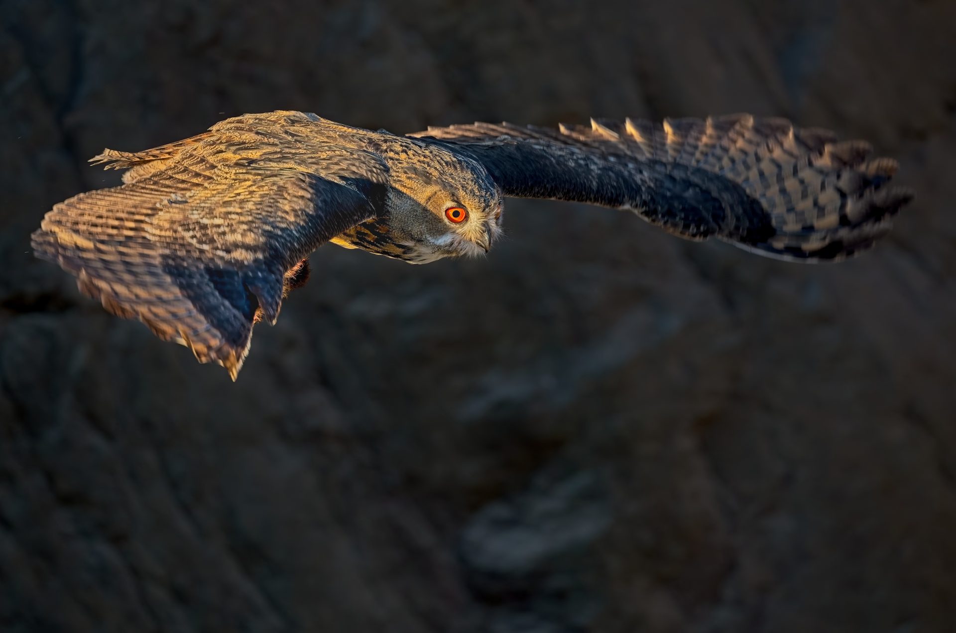 Summer evening flight by the Eurasian Eagle Owl.