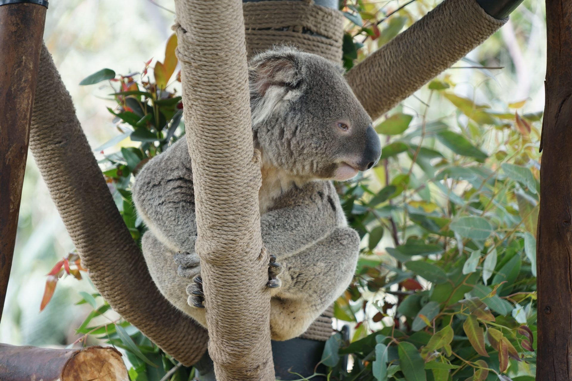 Resting Koala