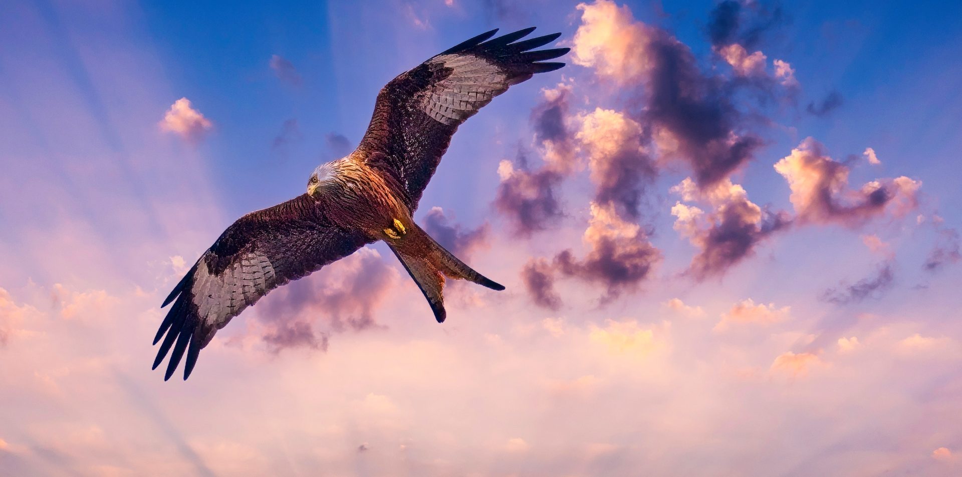 Red Kite soaring
