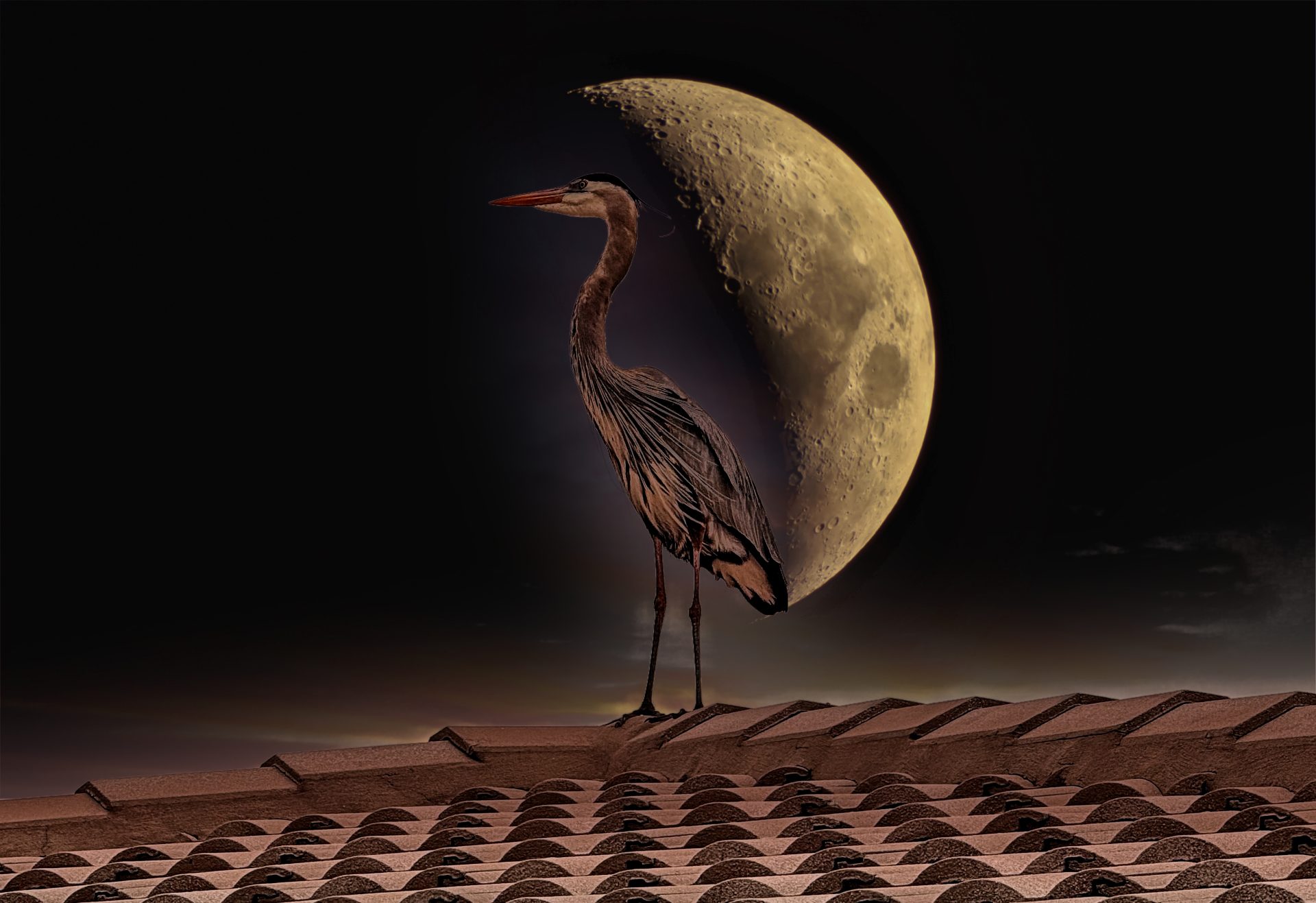 Bird on the roof