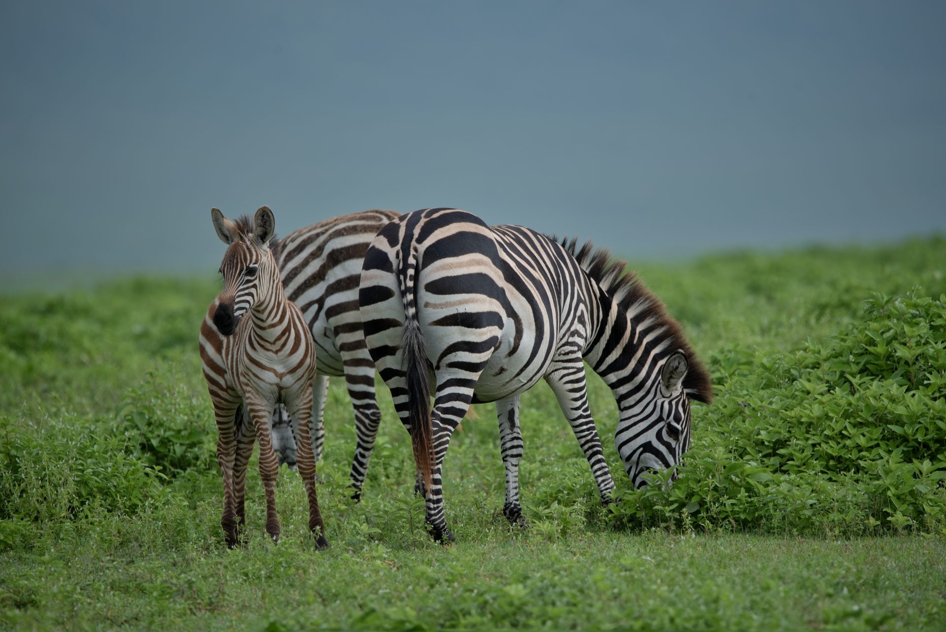 Zebra family at Ngorongoro Crater, Tanzania