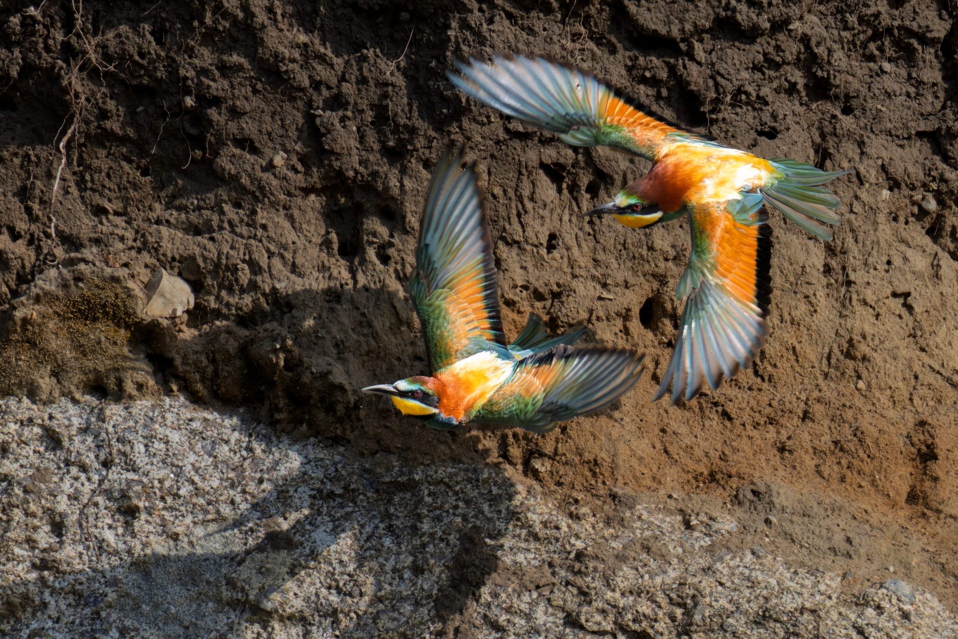 Two amazingly beautiful bee-eaters