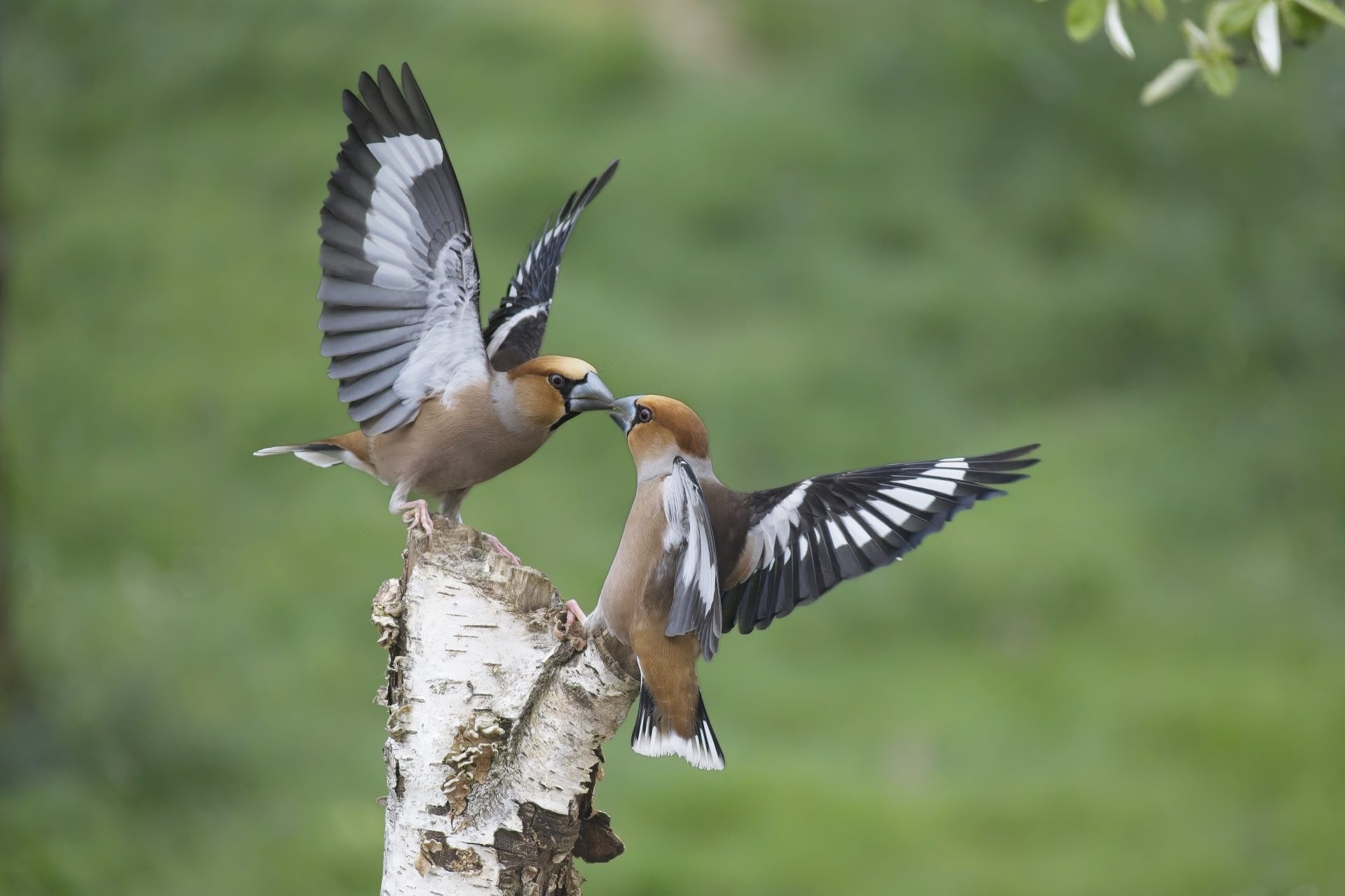 Prise de becs
