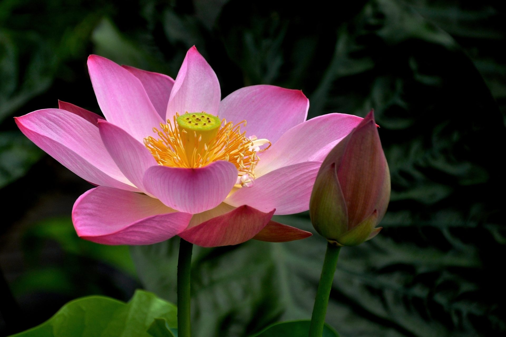 Lotus Flower and Bud