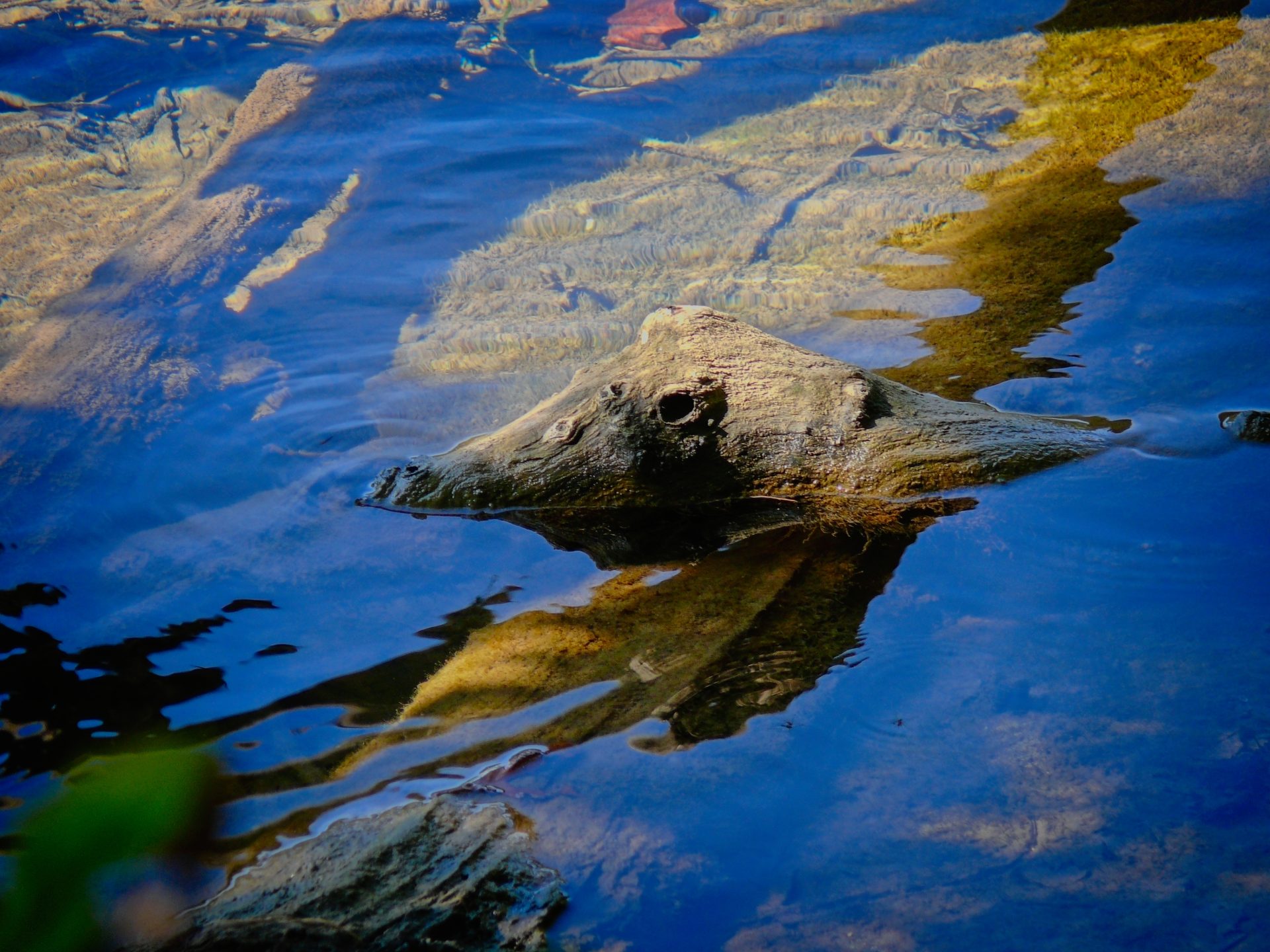 Crocodile scare