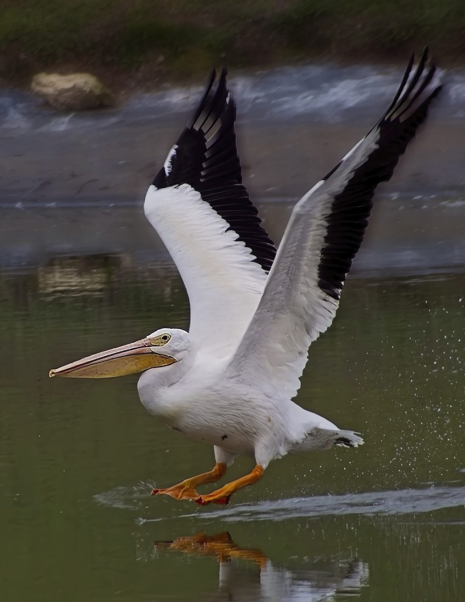 PELICAN FLIGHT