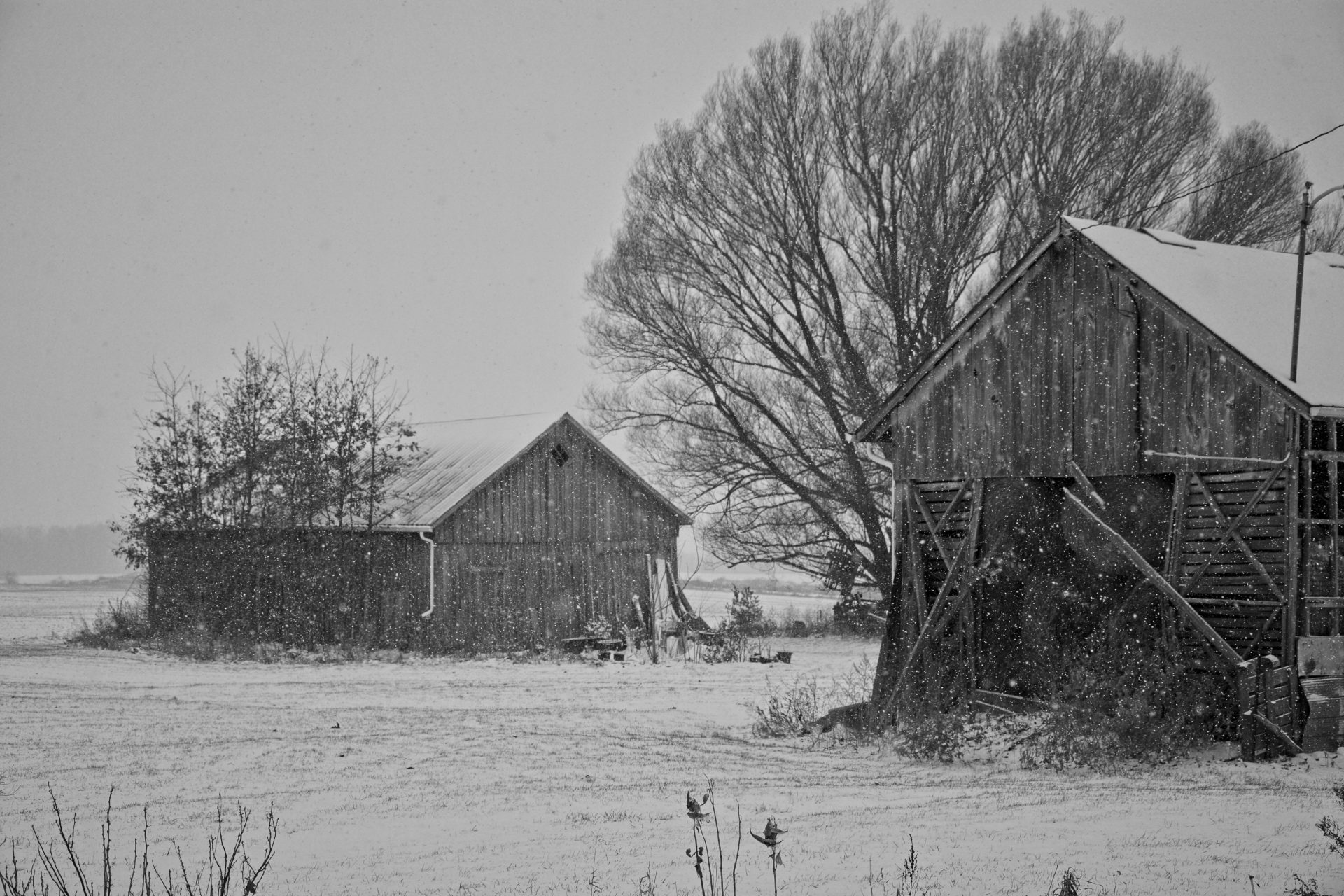 Snowy barns