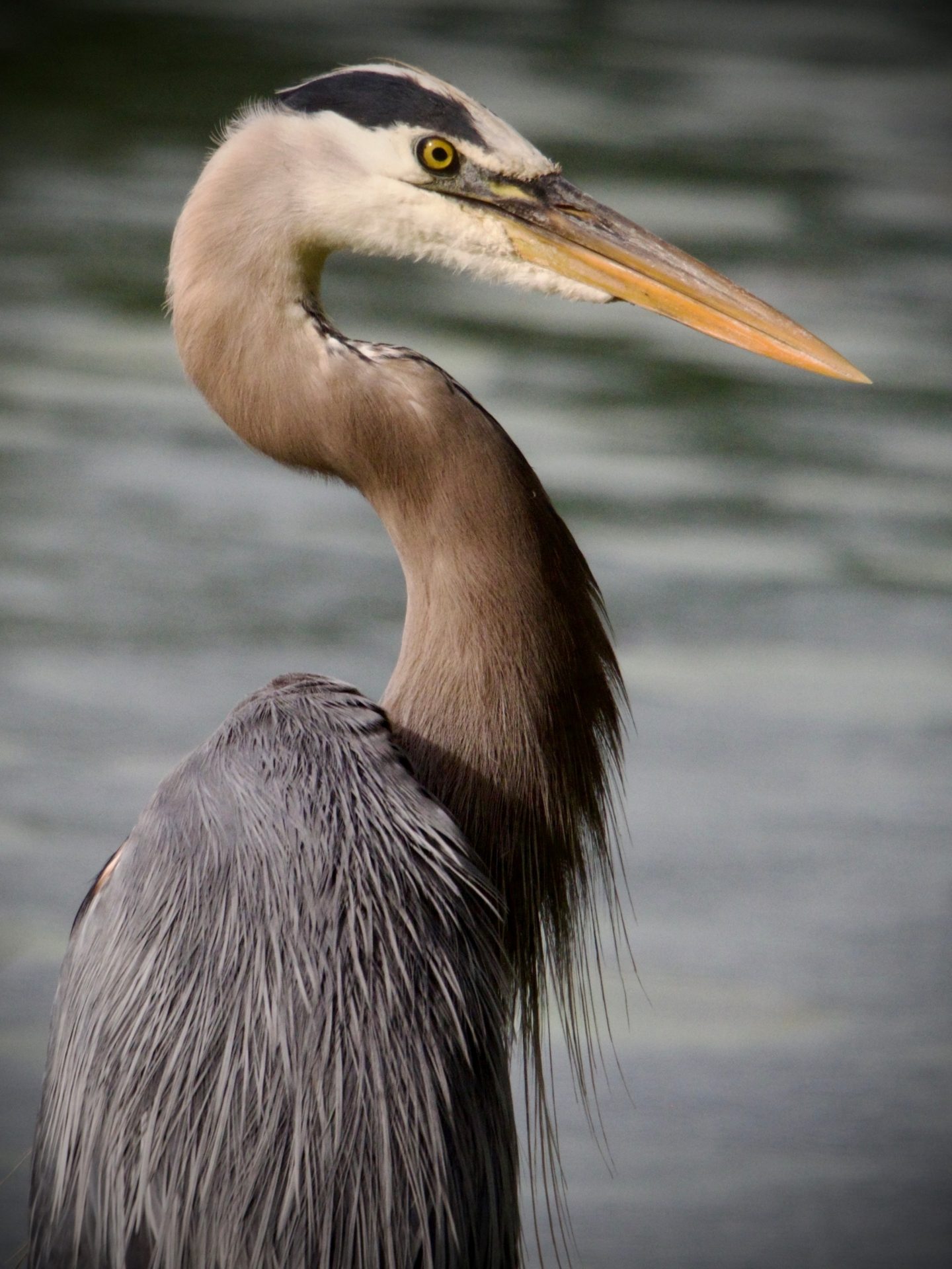 Great Blue Heron portrait