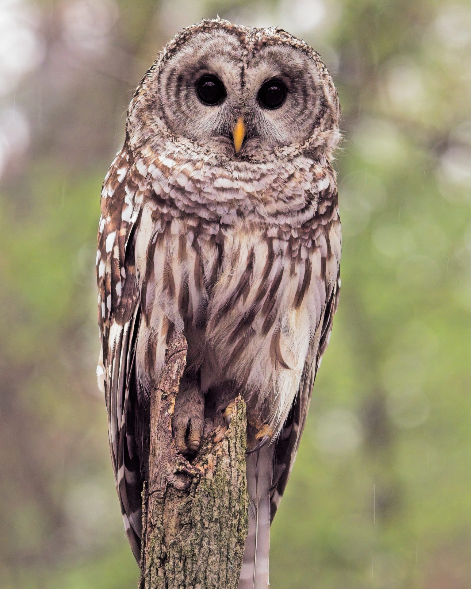 Barred Owl