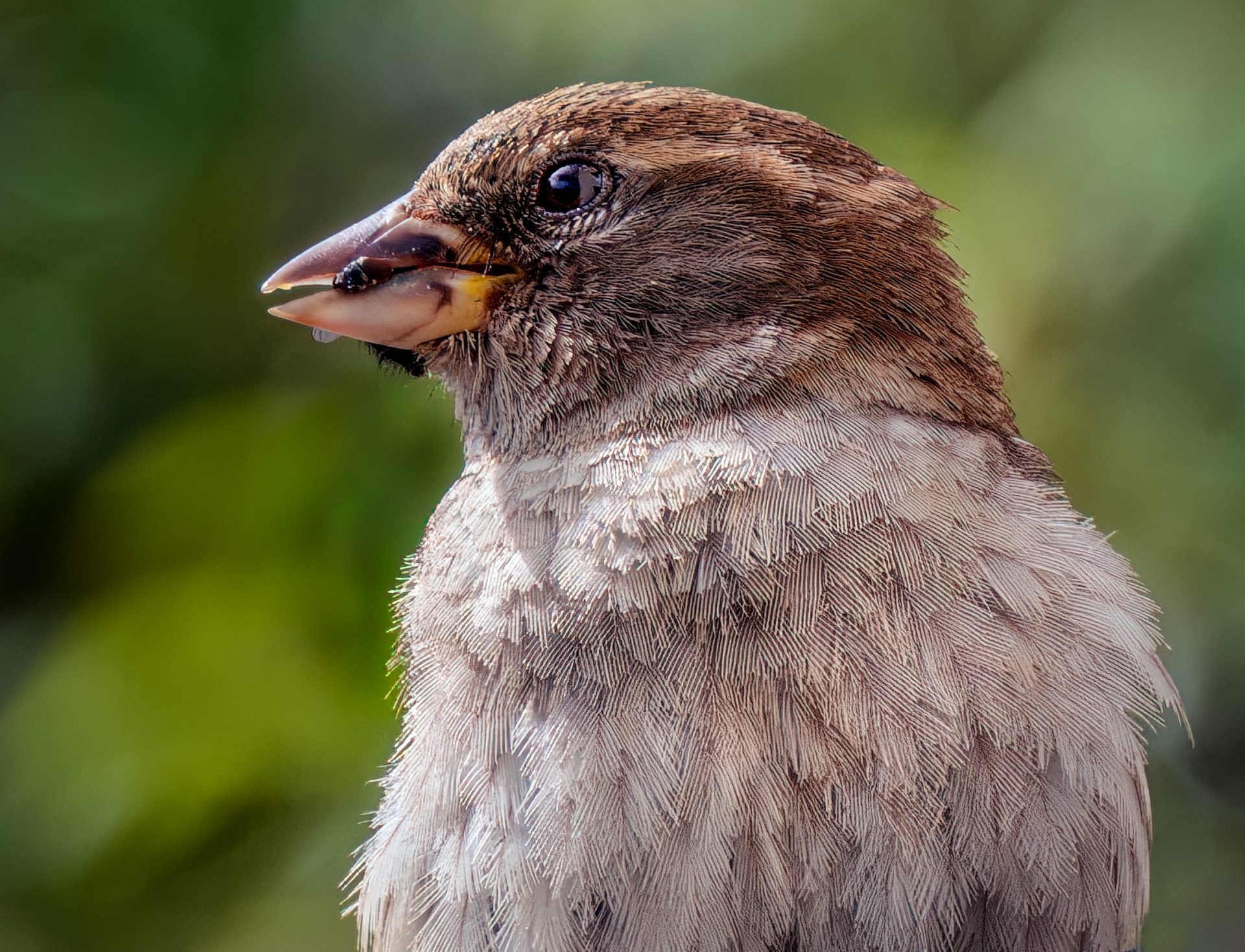House Sparrow Portrait