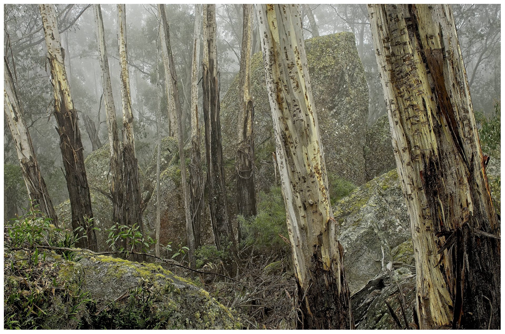 badja bush