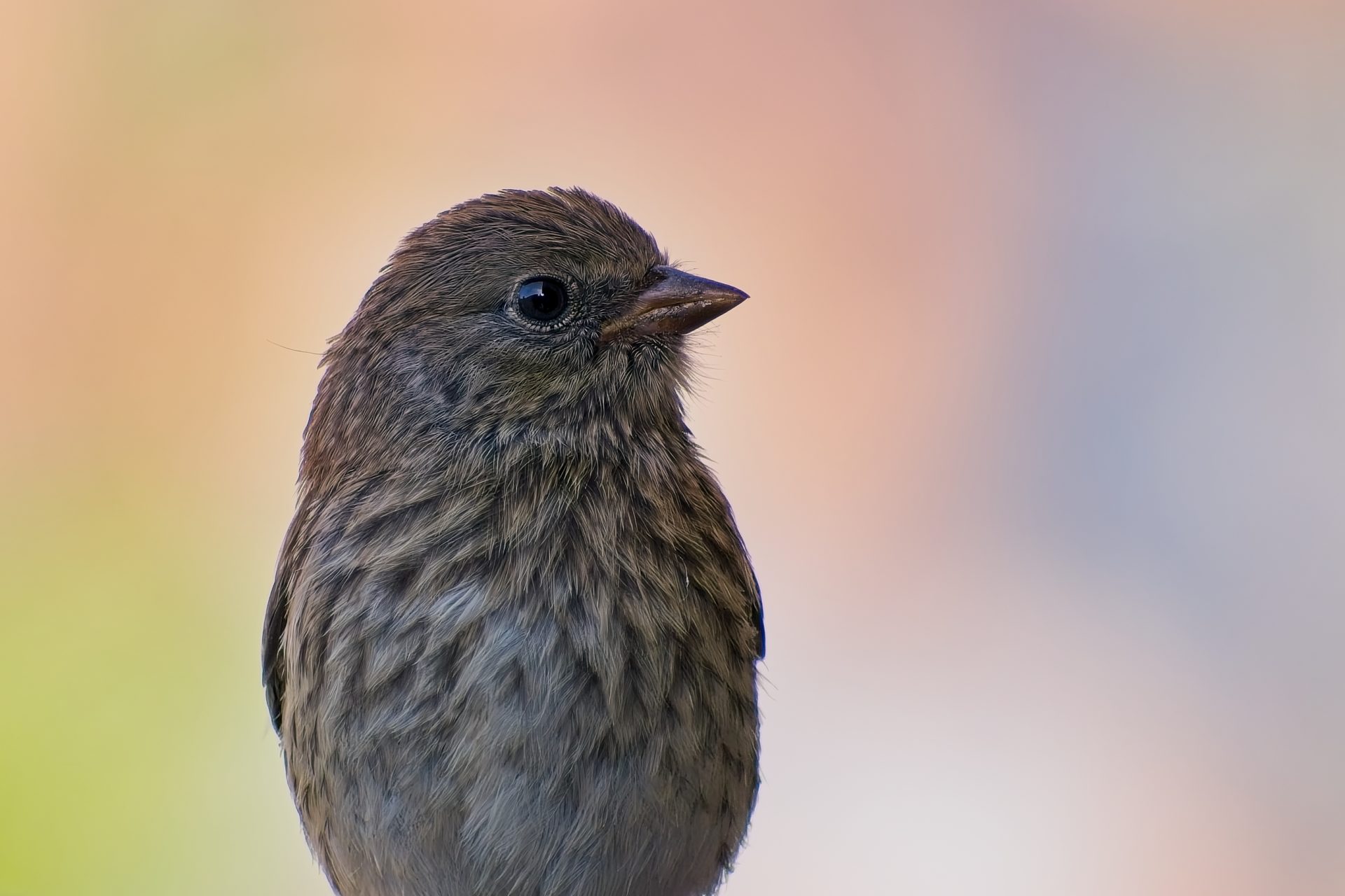 Ethereal House Finch (2025)