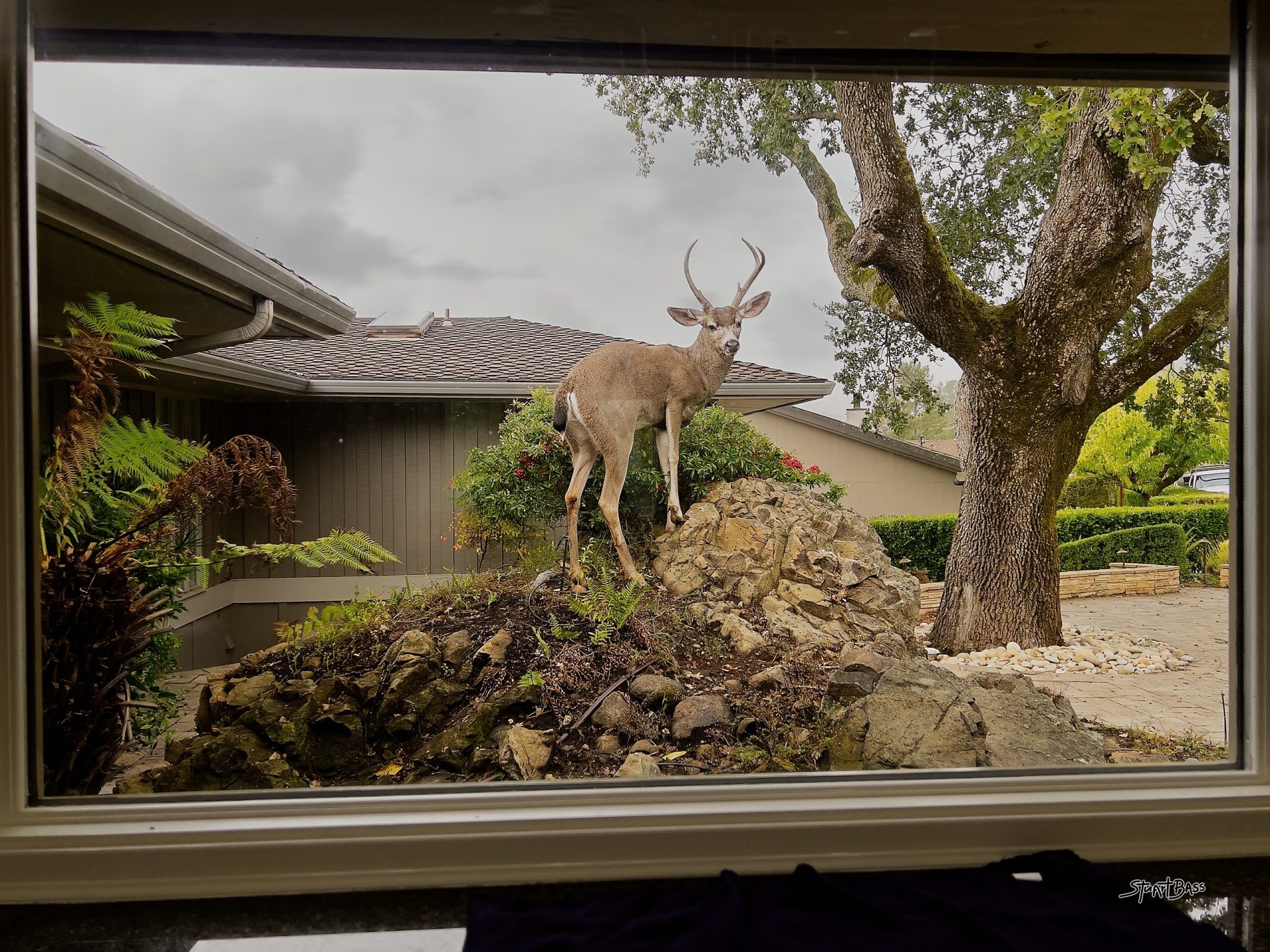 The Buck Stops Here